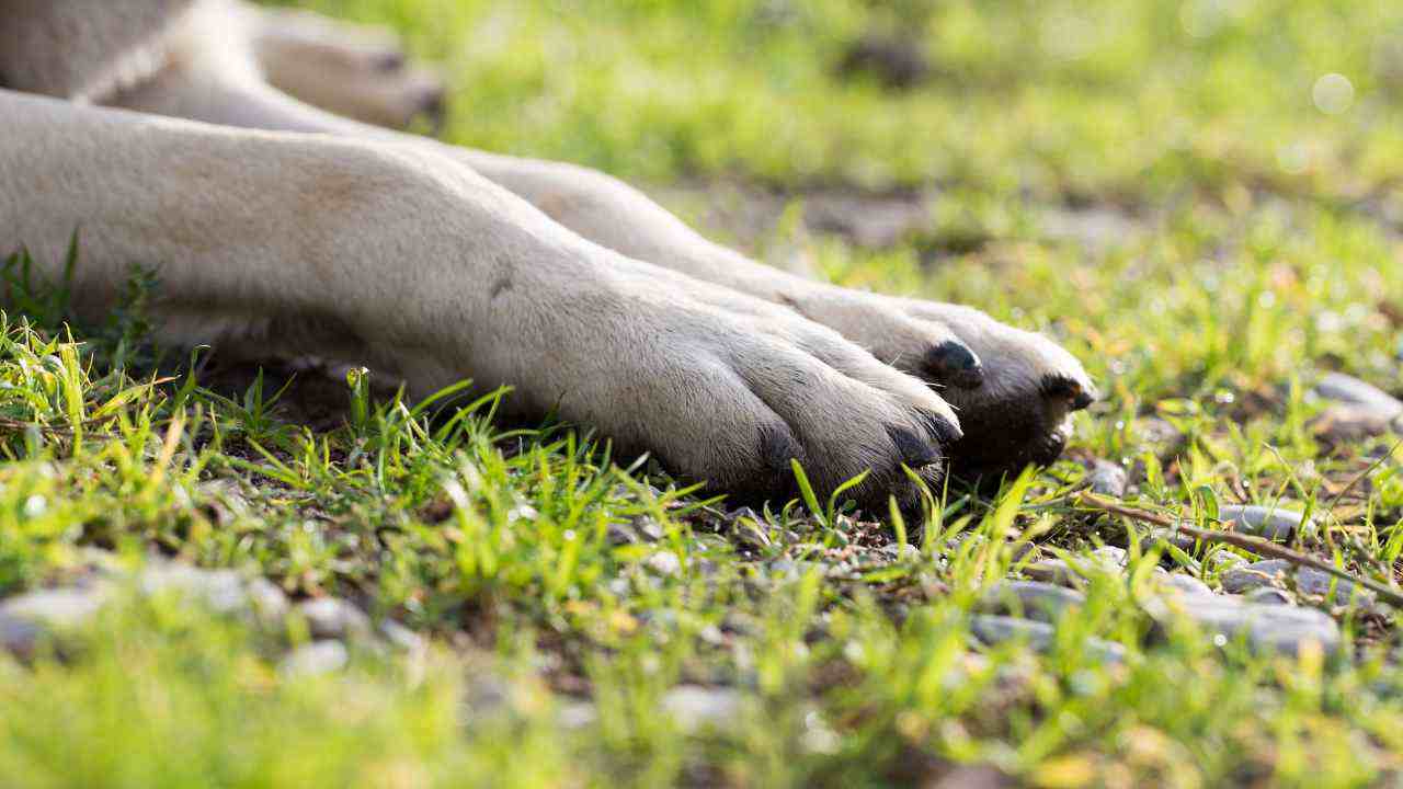 Cane abbandonato immobilizzato campagna scotch