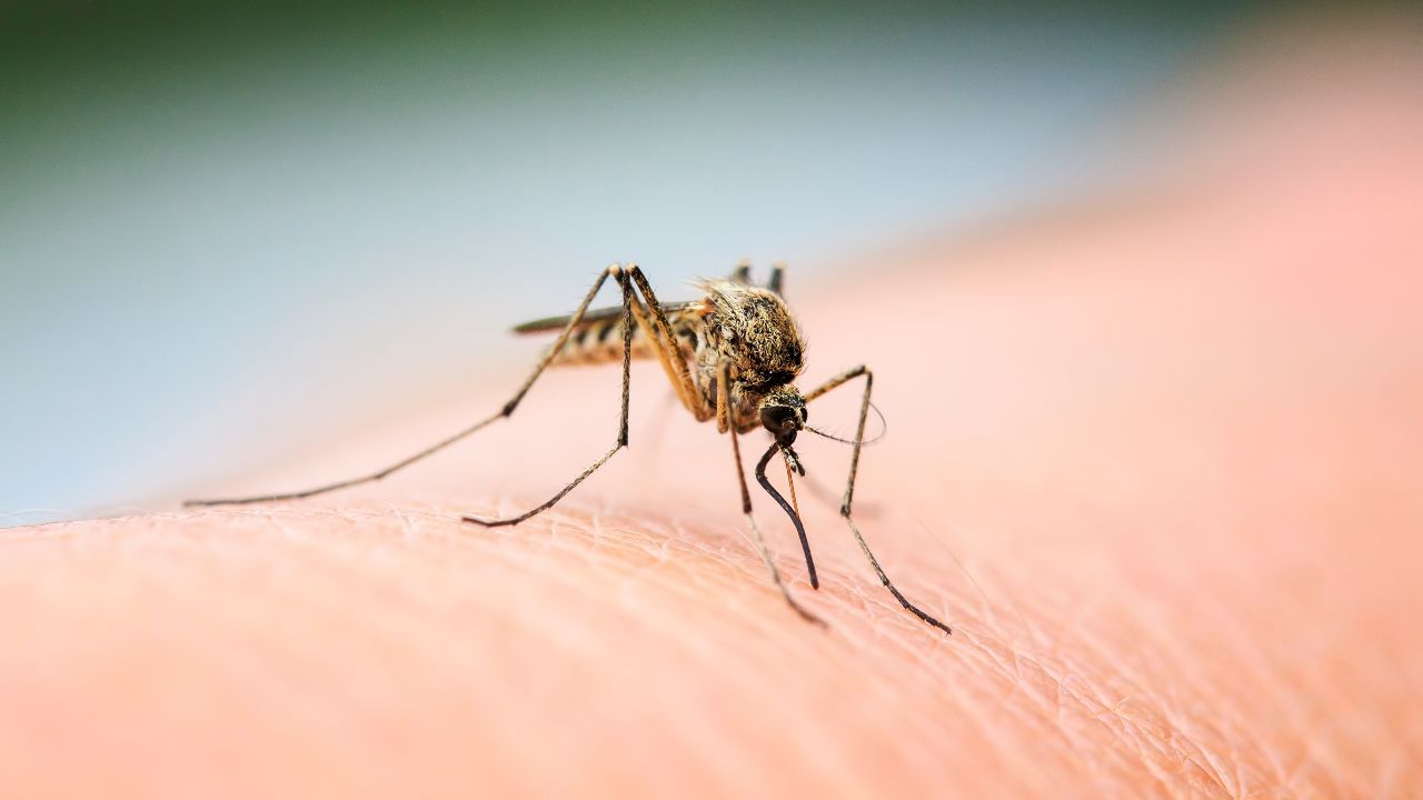 la zanzara è letale?