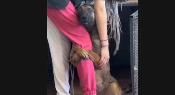 Non vuole lasciare la sua gamba: commovente il gesto del cane – VIDEO