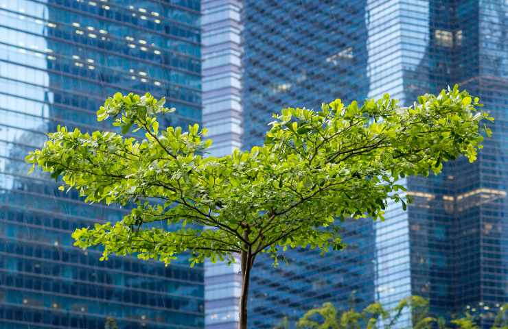importanza alberi città
