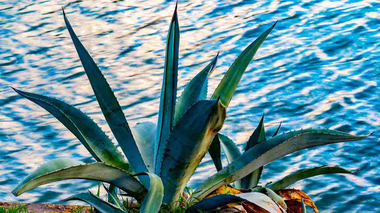 agave coltivazione mare 