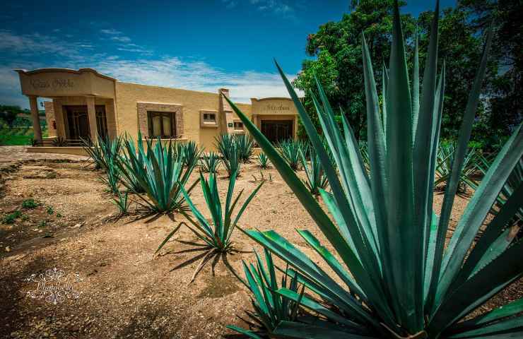 agave coltivazione campo