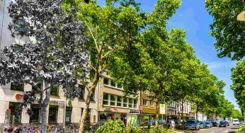 Buccinasco, l’albero è stato avvelenato 4 volte. Il sindaco: “Nessuno denuncia”
