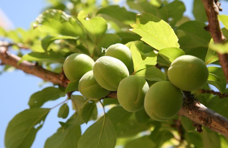 albicocco potatura acerbo