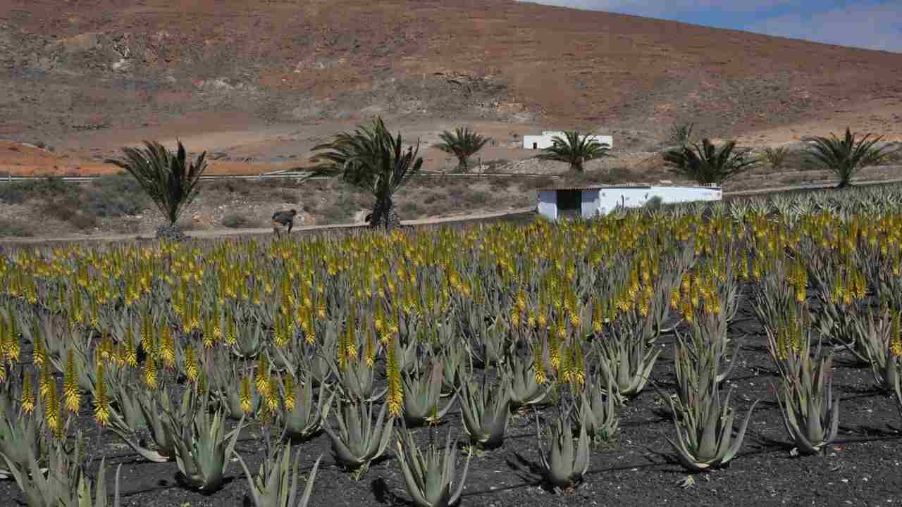 aloe rinvaso coltivazione 