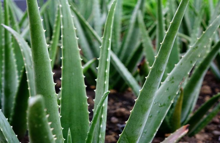 aloe rinvaso foglie 