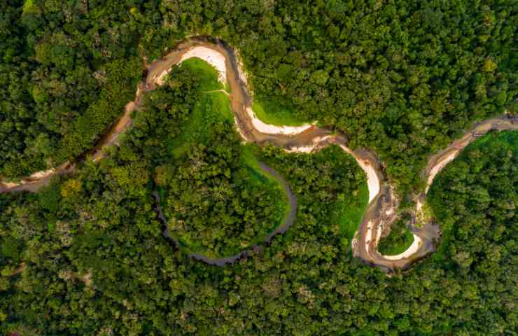 amazzonia riforestazione luigi cani