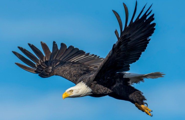 aquila calva pericolosa