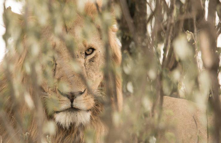 attacco di un leone