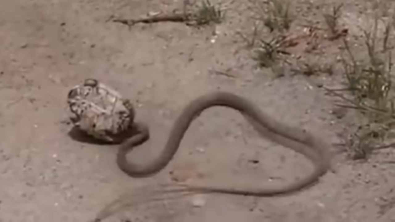 serpente contro tartaruga chi vince