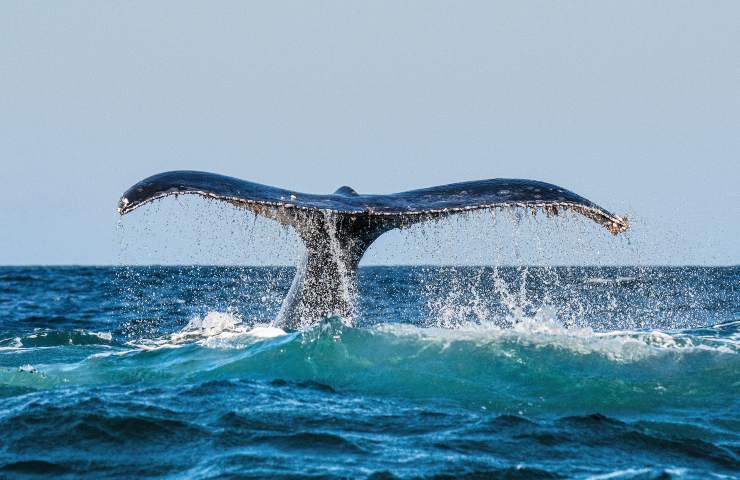 microplastiche nelle balenottere azzurre