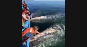 Le immagini sono incredibili: poche volte visto una scena così