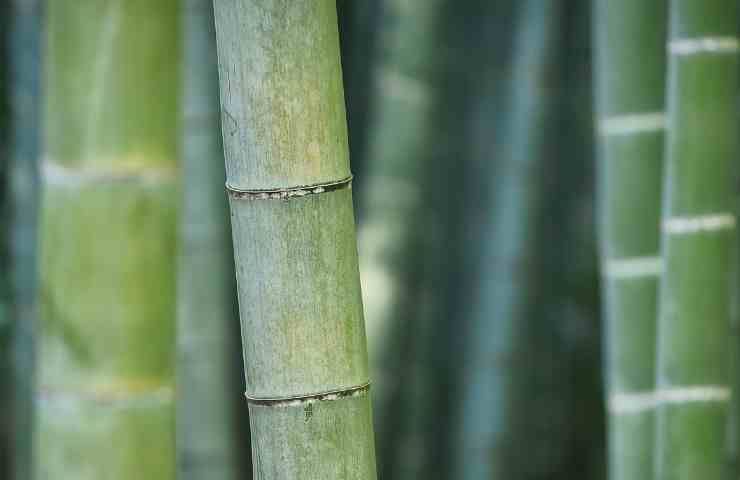 tortura bambu