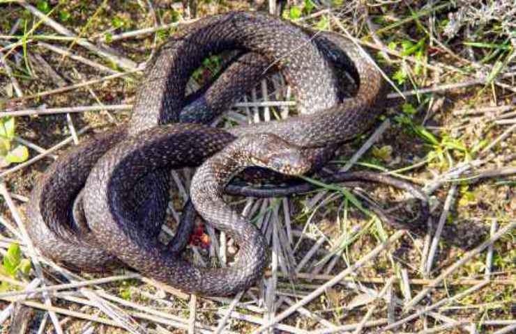 caratteristiche serpente biacco