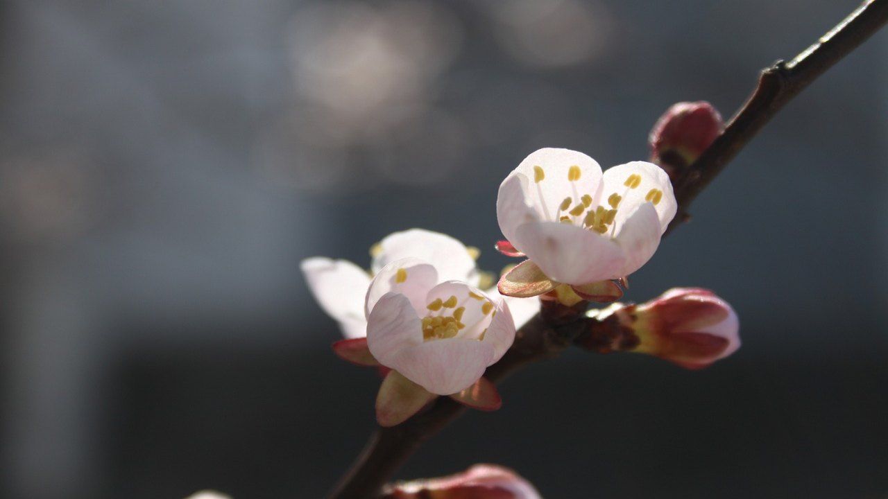albicocco potatura fiori