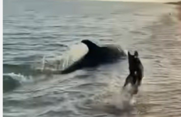 delfino video virale gioca con il cane