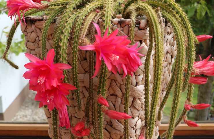 cactus coda topo