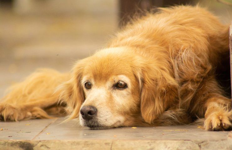 cagnolina ritrova fratello dopo adozione