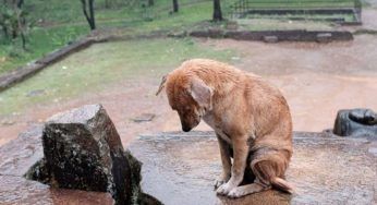 Abbandonato, il cucciolo resta immobile a piangere sotto la pioggia