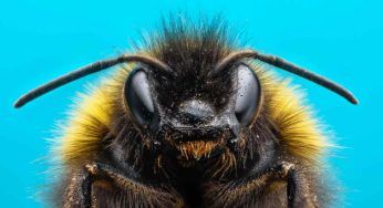 Ingoi un calabrone e questo ti punge: cosa accadrebbe