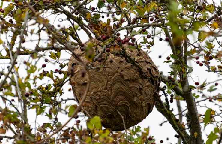 calabrone entra in bocca, cosa succede