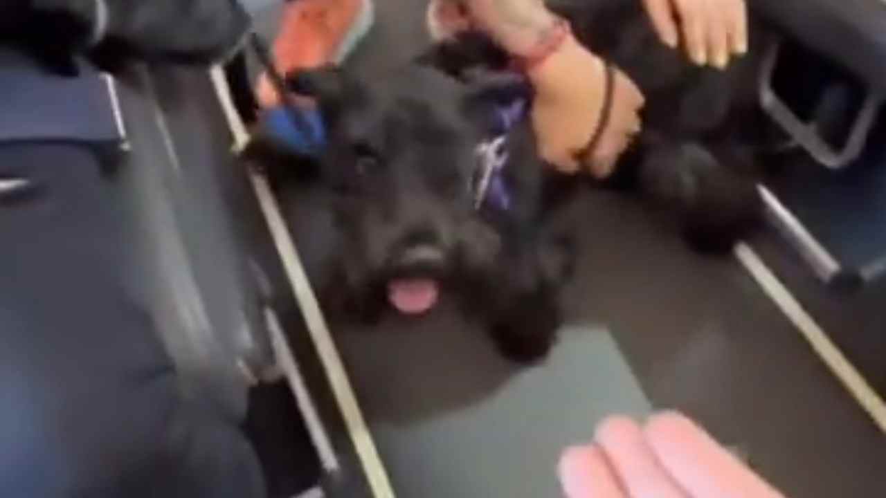 cane di supporto emotivo viaggiare