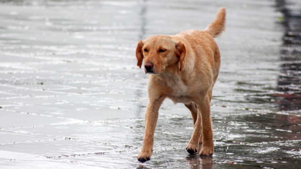 cagnolino abbandonato