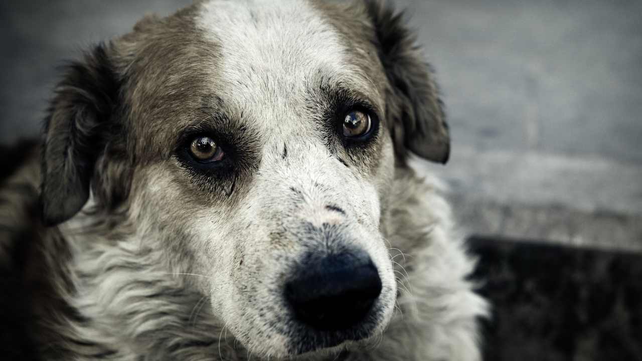 cane abbandonato canile