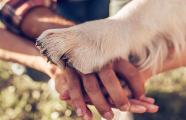 cane abbandonato pioggia