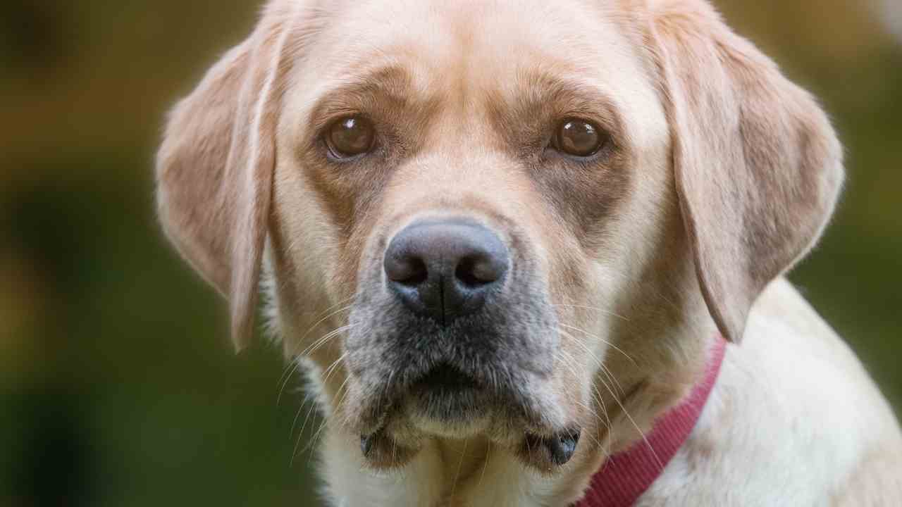 perchè il cane non mangia e cosa fare