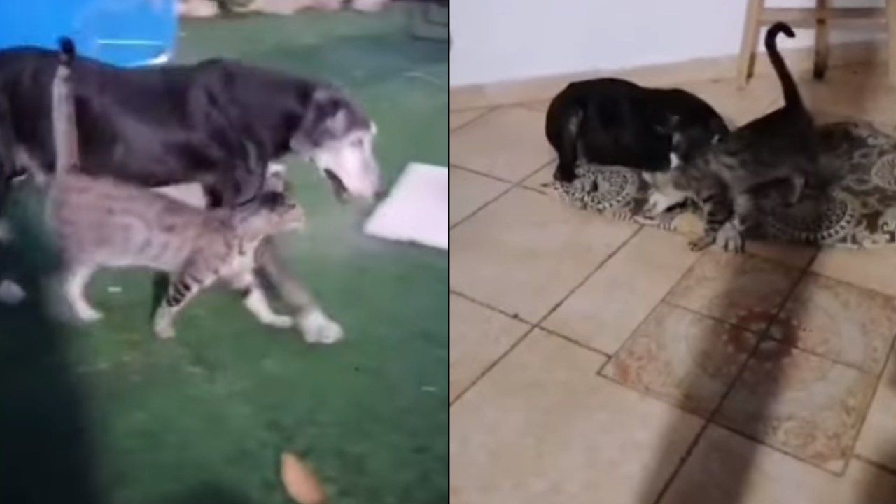 Il cane è cieco e sordo, l'amico lo accompagna alla cuccia - VIDEO