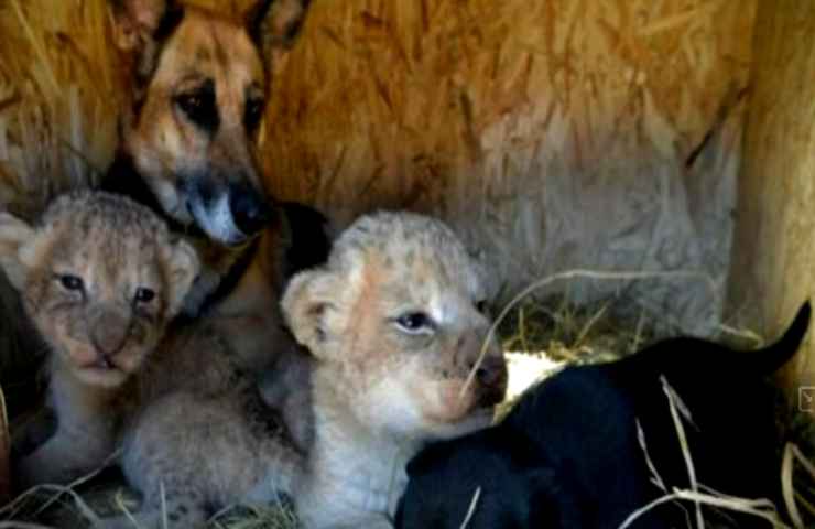 cuccioli leoni abbandonati