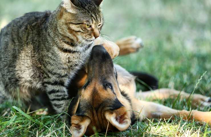 gatto aiuta cane sordo cieco