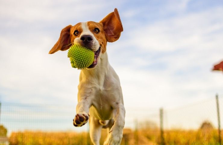 condominio divieto cani