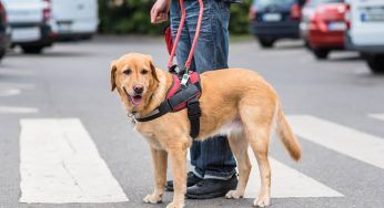 Anziano non può fare la spesa vicino casa: il suo cane-guida trattato cosi