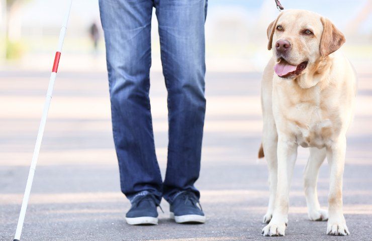 uomo cieco cani guida