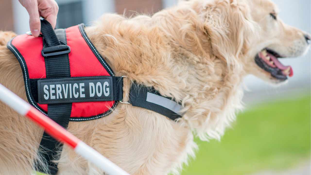 cane guida cacciato dal supermercato