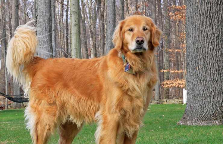 ladro golden retriever