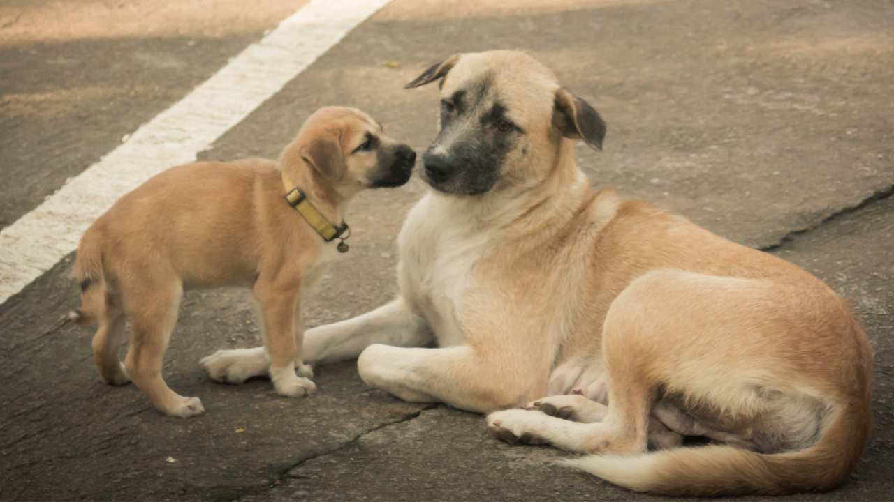 cane cade tombino