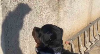 Il cucciolo vede un “fantasma”: la sua reazione è meravigliosa – VIDEO