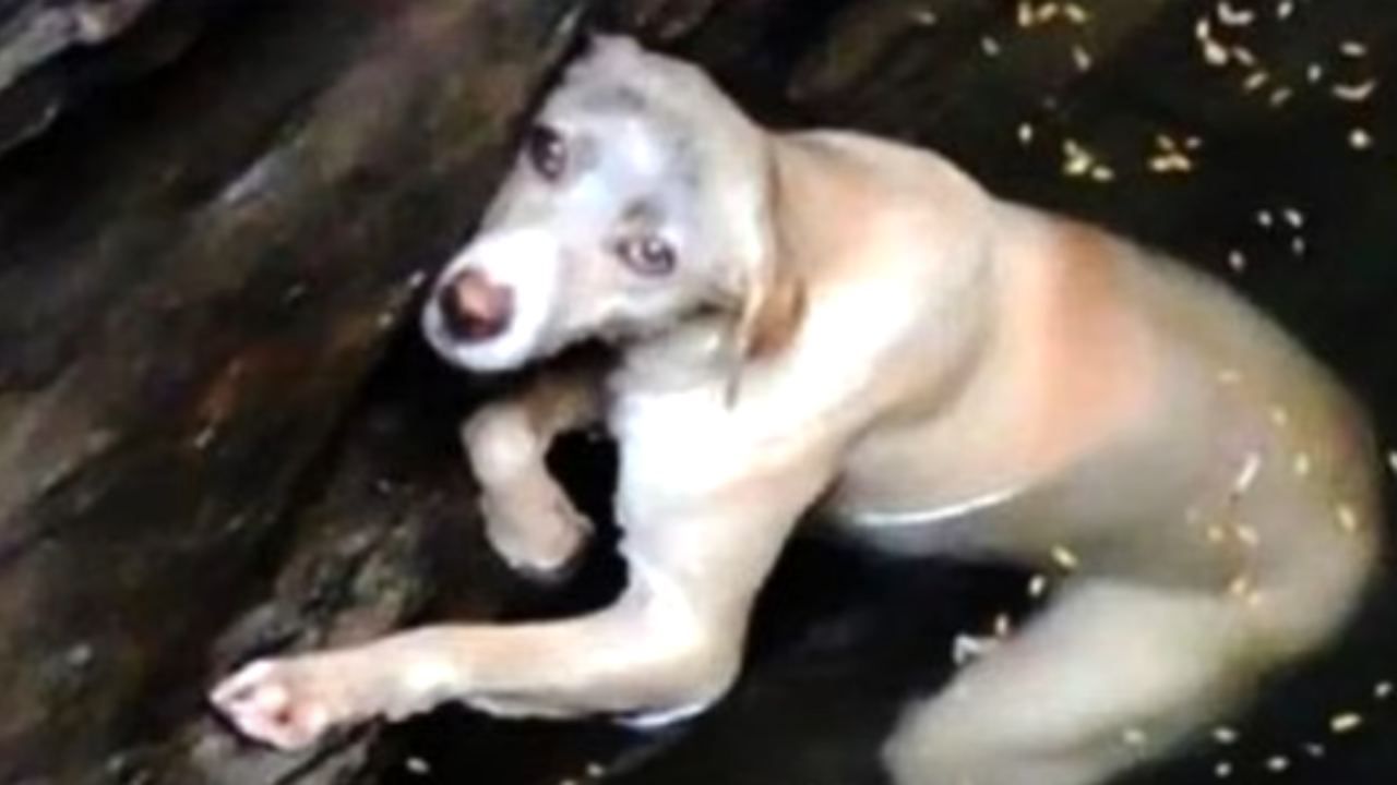 cane caduto in un pozzo