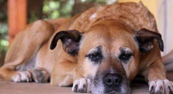 Cani anziani e crocchette: come aiutarli a mangiare preparando tutto in casa