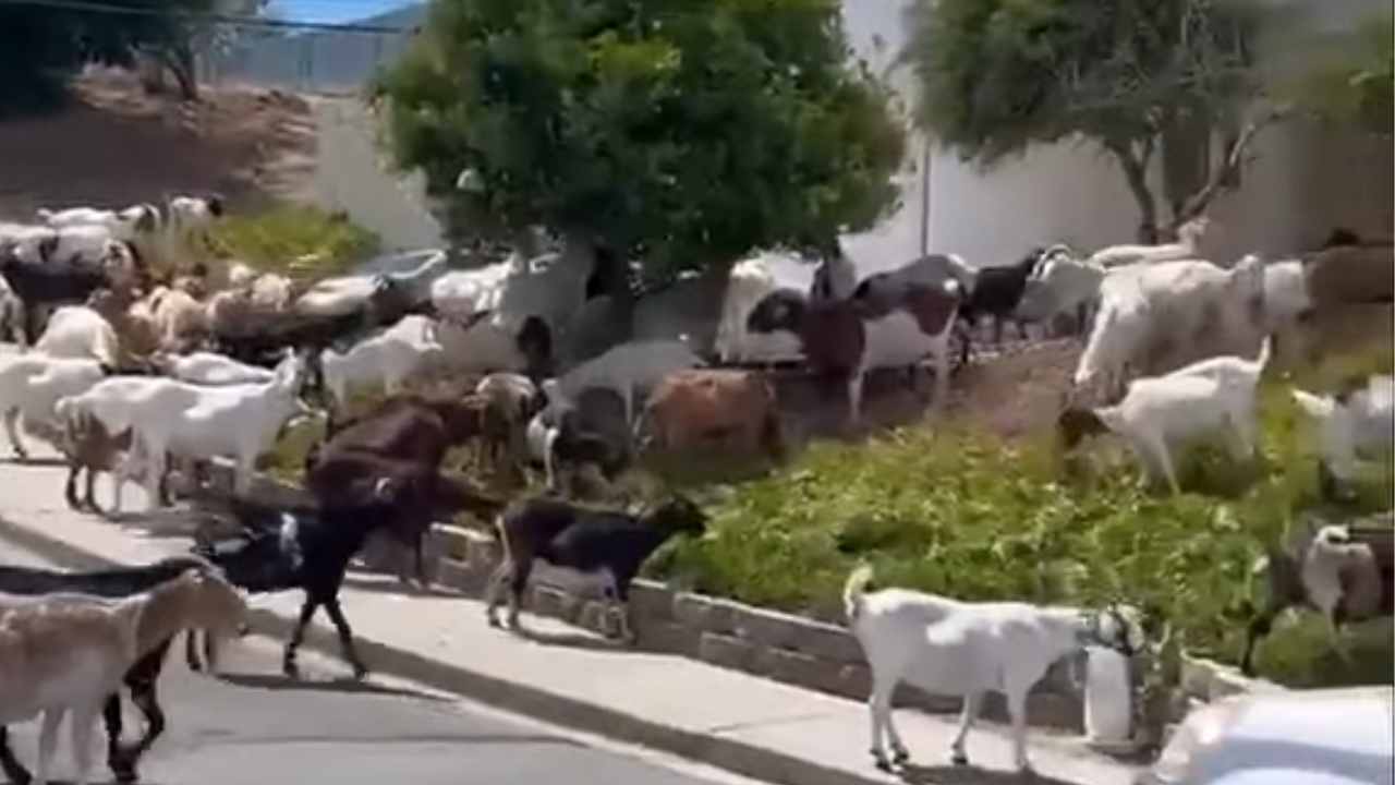 città usa capre per le erbacce
