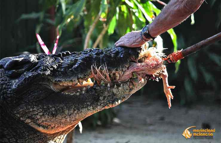 coccodrillo misure gigante