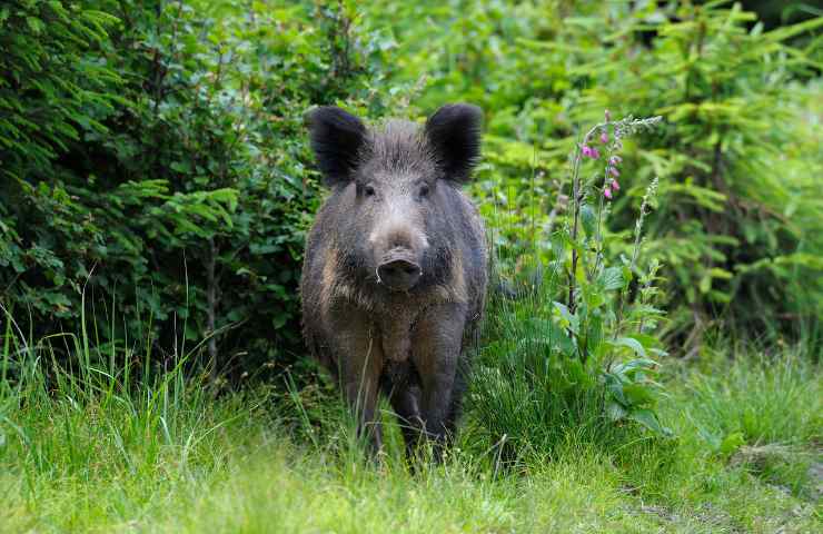 cinghiale incontro cosa fare