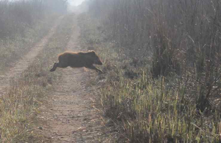 cinghiale comportamento