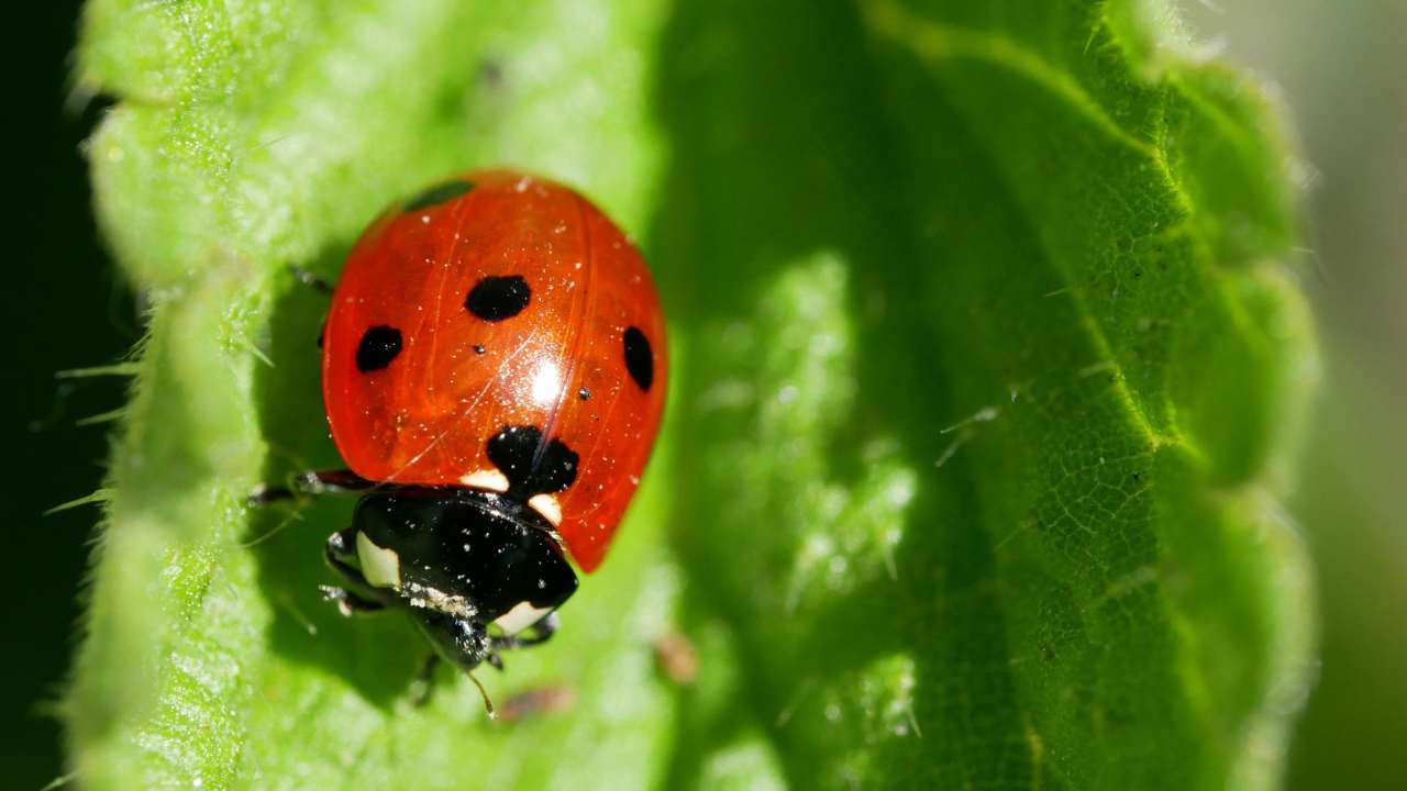 coccinella porta fortuna