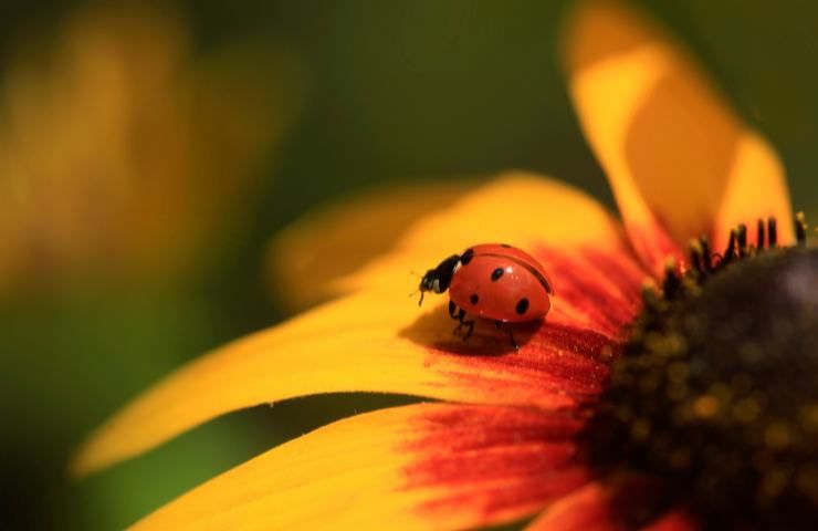 coccinella porta fortuna