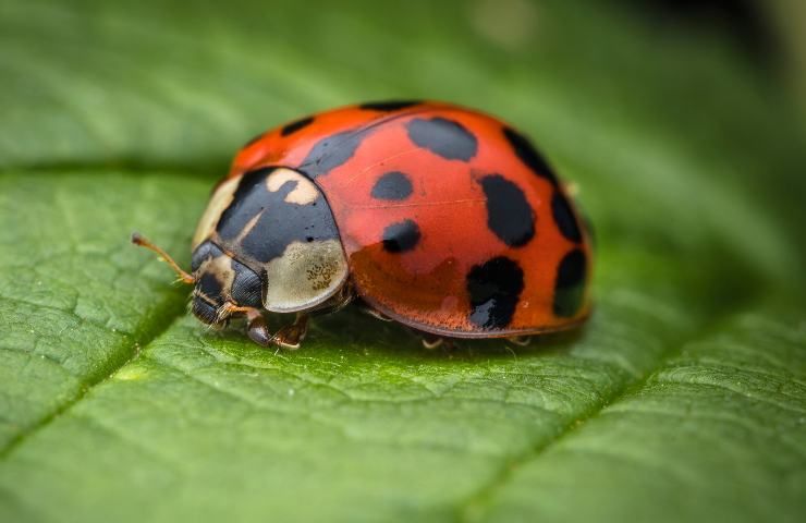 coccinella porta fortuna