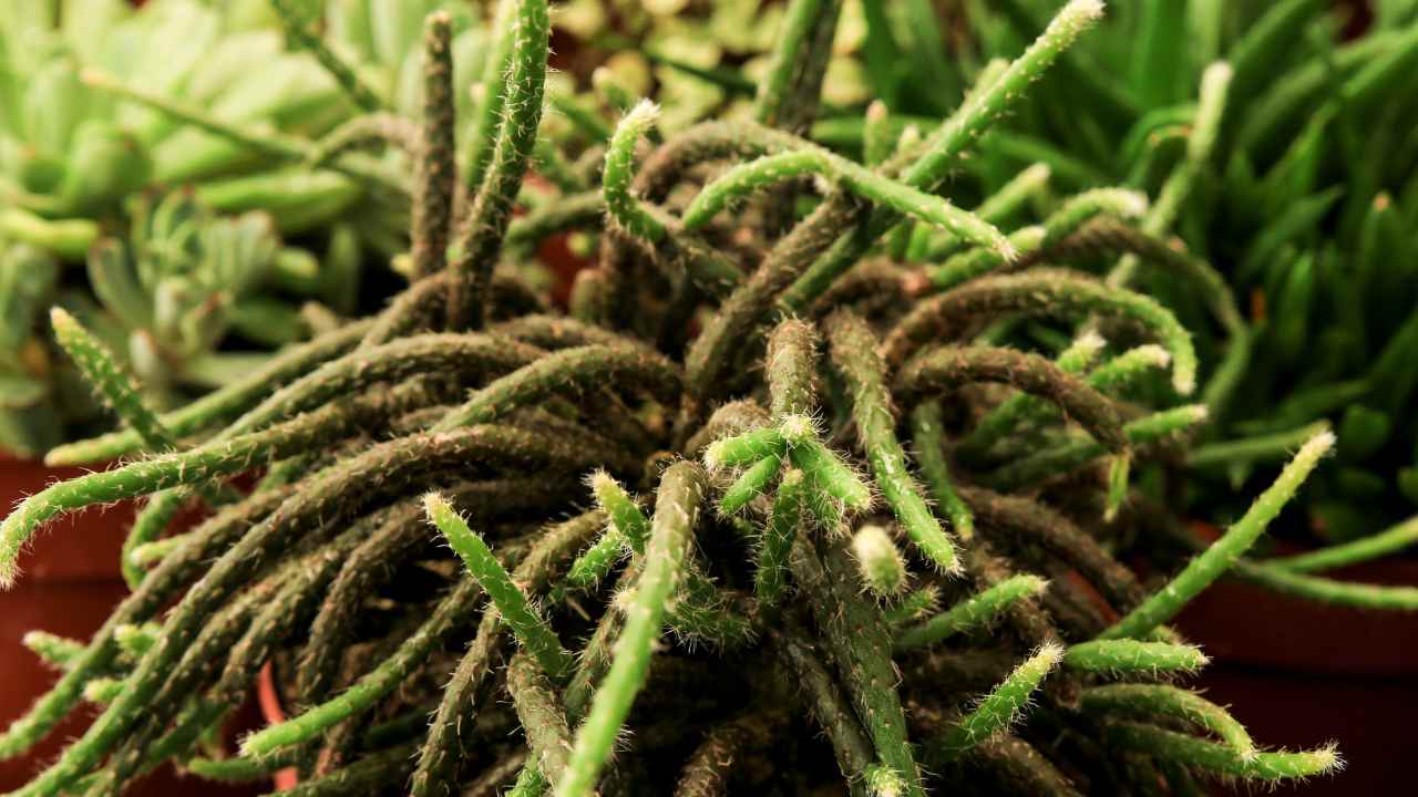 Cacto Coda di Topo, i suggerimenti fondamentali Cacto Coda di Topo, i suggerimenti fondamentali